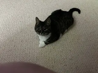 Gigi