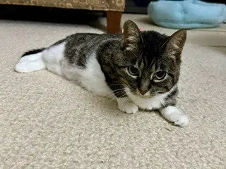 Gigi
