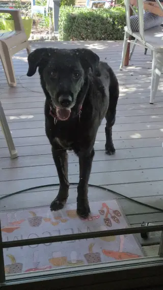 Jake Sr.