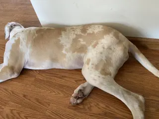 Dane Dawgs : Quinn