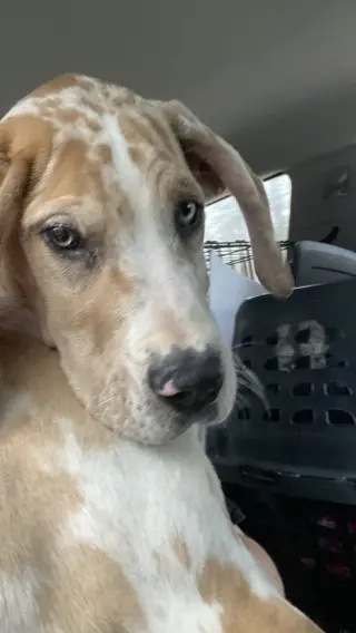 Dane Dawgs : Quinn