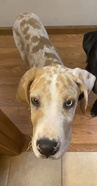 Dane Dawgs : Quinn