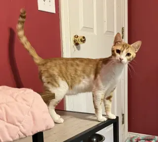 Kajou