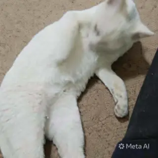 Sahlab