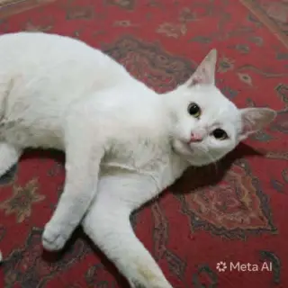 Sahlab