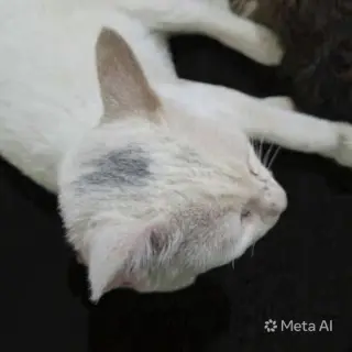 Sahlab