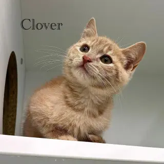 Clover