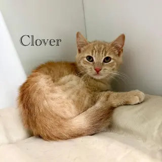 Clover