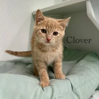 Clover
