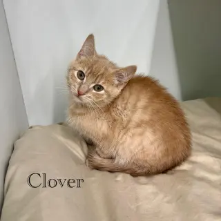 Clover