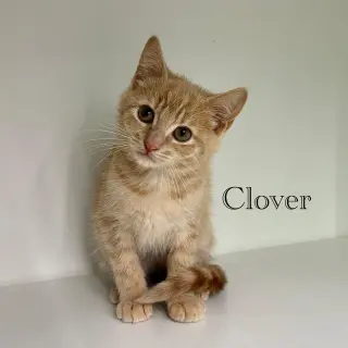 Clover