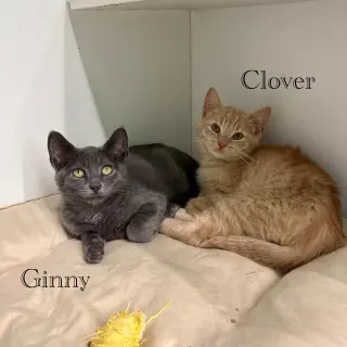 Clover