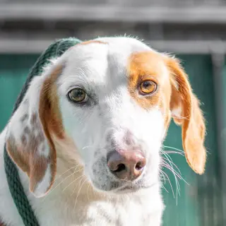 Daisy