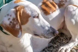 Daisy