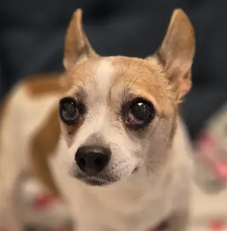 Hera