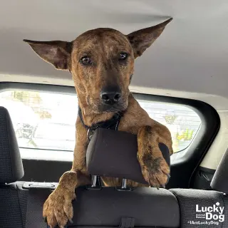 Cooper