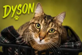 Dyson (FCID# 06/25/2026 - 1 Trainer)