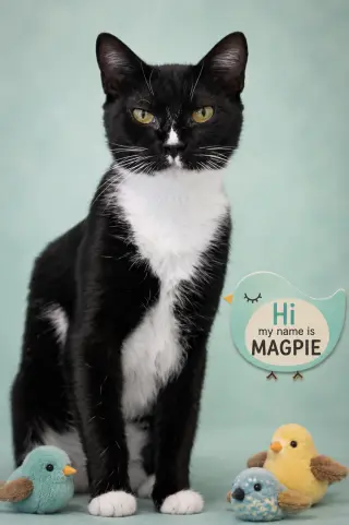 Magpie (FCID# 06/25/2026 - 75 Brookhaven PS)