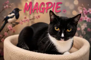 Magpie (FCID# 06/25/2026 - 75 Brookhaven PS)