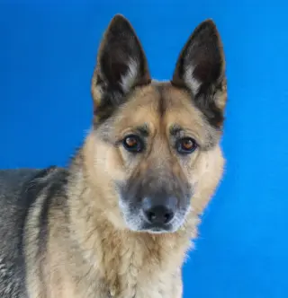 ODIN
