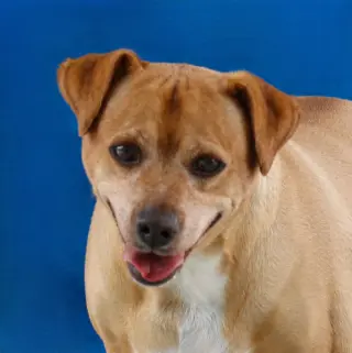 ARCHIE