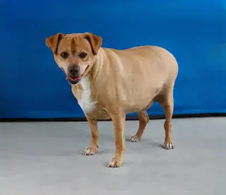 ARCHIE