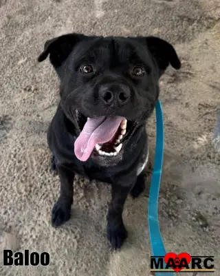 Baloo