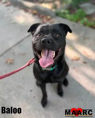 Baloo