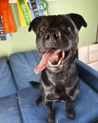 Baloo