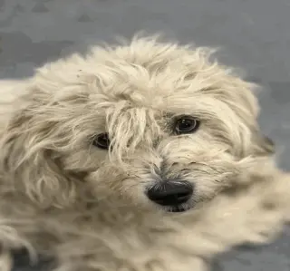 Rose ~FOSTER or FOSTER TO ADOPT NEEDED~