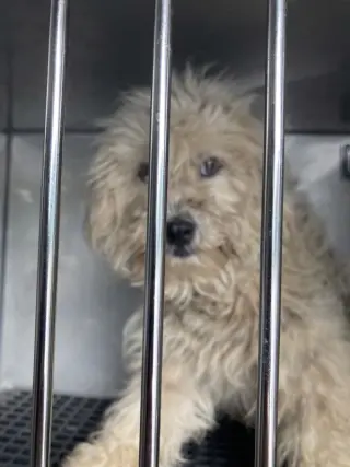 Rose ~FOSTER or FOSTER TO ADOPT NEEDED~