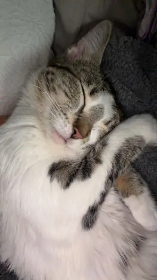 Bouddica