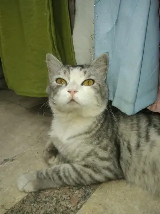SimSim
