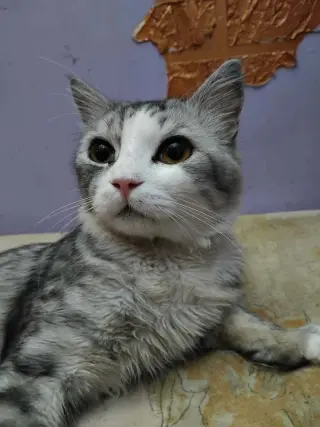 SimSim