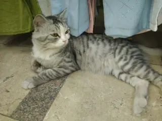 SimSim
