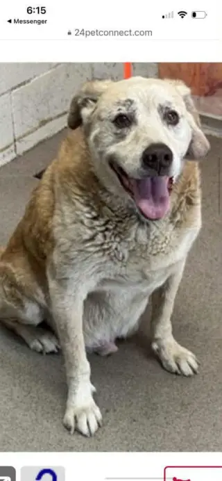 Gunner