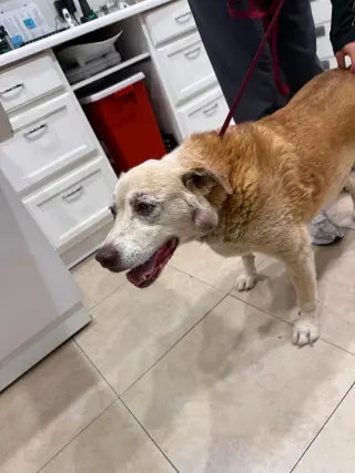 Gunner