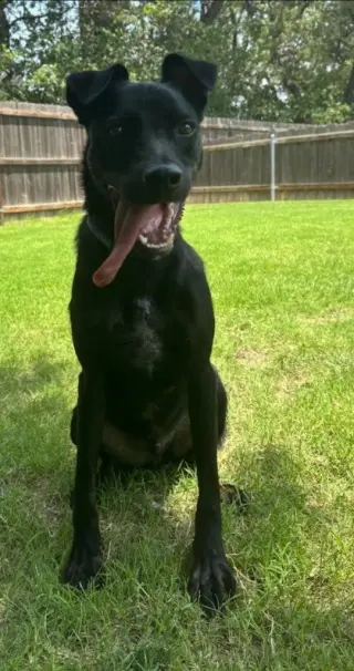 Buck