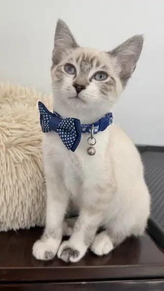 Diggersby (Bonded w/ Bunnelby)