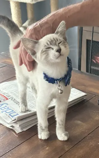 Diggersby (Bonded w/ Bunnelby)