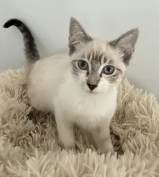 Diggersby (Bonded w/ Bunnelby)