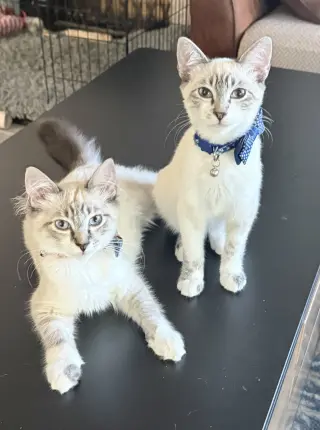Diggersby (Bonded w/ Bunnelby)