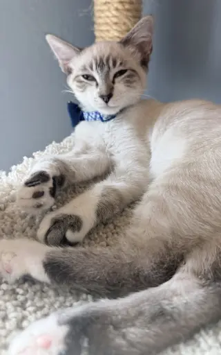 Diggersby (Bonded w/ Bunnelby)