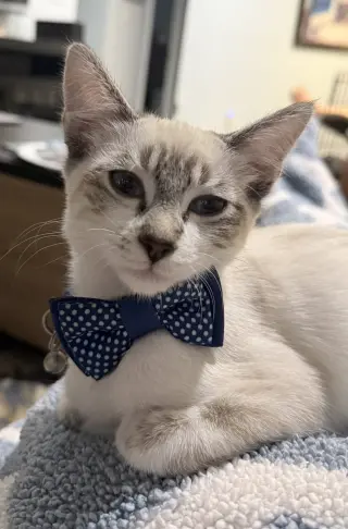 Diggersby (Bonded w/ Bunnelby)