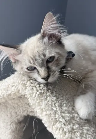 Bunnelby (bonded w/ Diggersby)