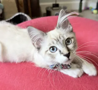 Bunnelby (bonded w/ Diggersby)