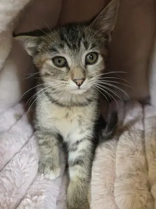 Gamora