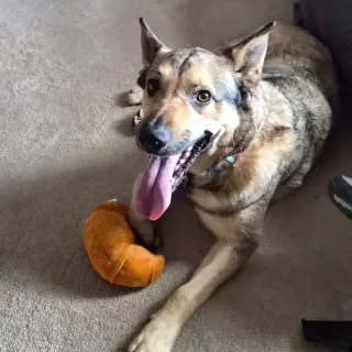 Louie