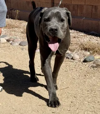 Franklin