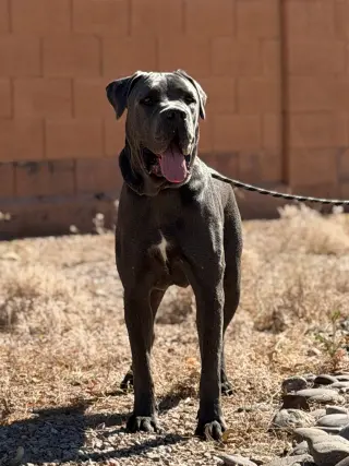 Franklin